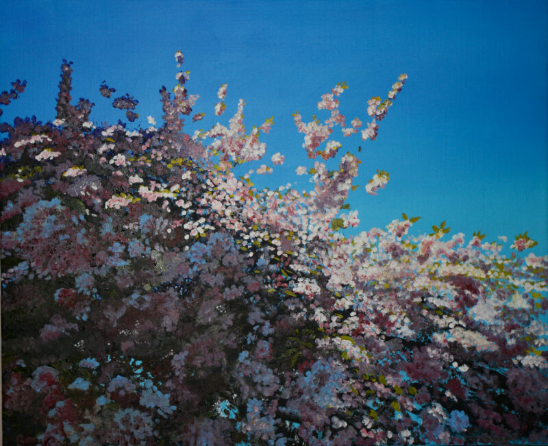 roberts-nicholas-cerisiers-japonais-50-5-cm-x-61-cm